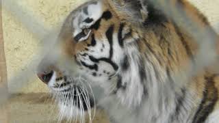 Siberian tiger (Hiroshima City Asa Zoological Park, Hiroshima, Japan) May 20, 2018