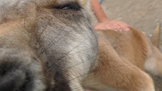 Kangaroo farm (KOBE ANIMAL KINGDOM, Hyogo, Japan) September 15, 2018