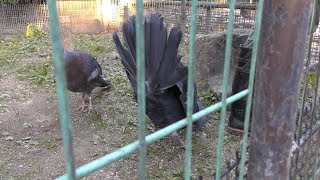 オウギバトの威嚇 (東武動物公園) 2017年11月11日