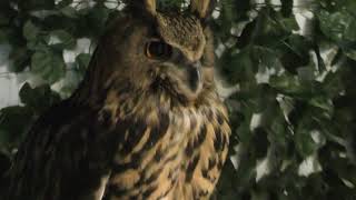 Eurasian eagle-owl (Itsukushima Owl Forest, Hiroshima, Japan) May 20, 2018