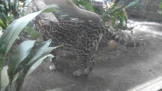 Ocelot (Yokohama Zoological Gardens 