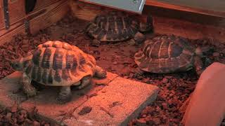 Herman's tortoise & Asian tortoise (Chelonian Museum Caretta, Tokushima, Japan) Dec. 19, 2019
