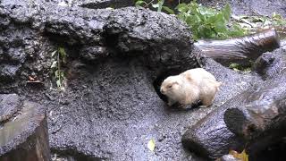 雨の日のオグロプレーリードッグ (上野動物園) 2017年10月29日