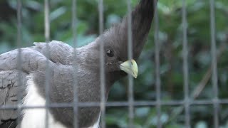 White-bellied Go-away-bird (Ueno Zoological Gardens, Tokyo, Japan) September 11, 2020
