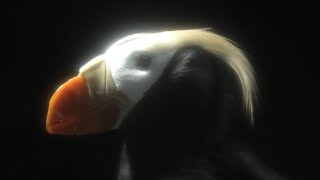 Tufted Puffin (Osaka Aquarium KAIYUKAN, Osaka, Japan) October 1, 2021