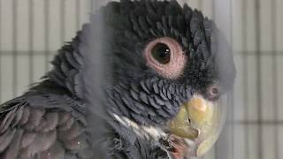 Bronze-winged parrot