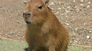 Baby Capybara (Izu Shaboten Zoo, Shizuoka, Japan) April 22, 2018