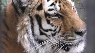 Siberian tiger (Obihiro Zoo, Hokkaido, Japan) July 6, 2019