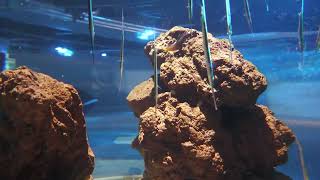 Striped Shrimpfish | The Fluctuation of Life (átoa, Hyogo, Japan) October 30, 2021