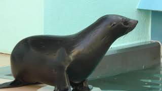 Baby Fur seal (Takeshima Aquarium, Aichi, Japan) January 23, 2019