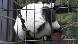 Black-and-white ruffed lemur (ITOZU NO MORI Zoological Park, Fukuoka, Japan) April 25, 2019