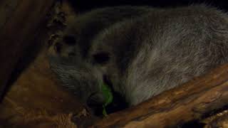 Northern Luzon giant cloud rat (KOBE ANIMAL KINGDOM, Hyogo, Japan) October 24, 2021