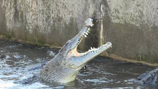 Crocodile Feeding Time (ONIYAMA-JIGOKU, Oita, Japan) December 4, 2019
