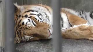 Siberian tiger (Shunan City Tokuyama Zoo, Yamaguchi, Japan) May 19, 2018