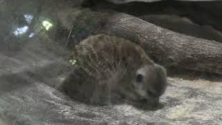 ミーアキャット (めっちゃおもろい動物園) 2021年10月7日