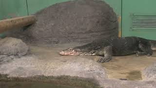 Common water monitor (Higashiyama Zoo and Botanical Gardens, Aichi, Japan) July 22, 2021