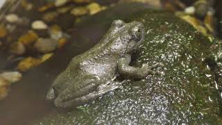 カジカガエル　Kajika frog