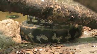 Carpet python (Shizuoka Municipal Nihondaira Zoo, Shizuoka, Japan) December 10, 2017