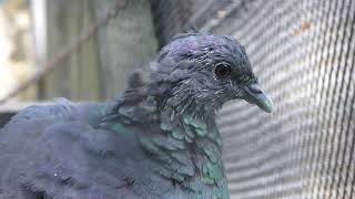 Black wood pigeon (Okinawa Zoo & Museum, Okinawa, Japan) May 13, 2019
