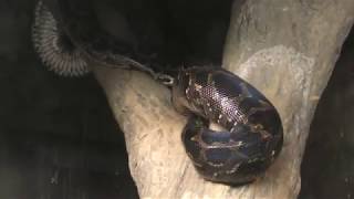 ビルマニシキヘビ (日本平動物園) 2017年12月10日