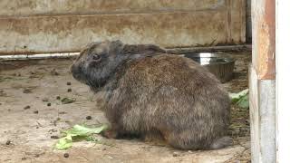 Rabbit (Hometown Forest Zoo, Hokkaido, Japan) July 1, 2019