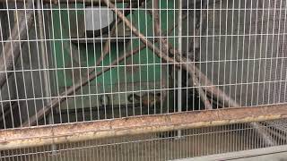Tufted capuchin (Japan Monkey Centre, Aichi, Japan) January 20, 2019