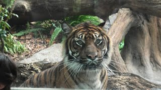 Sumatran tiger (KOBE ANIMAL KINGDOM, Hyogo, Japan) June 18, 2021