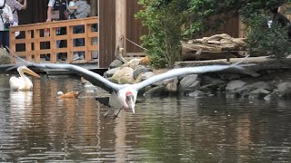 アフリカハゲコウ のフライト練習 (神戸どうぶつ王国) 2020年9月28日