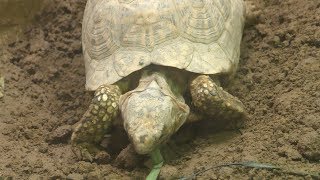 Indian star tortoise (Nogeyama Zoological Gardens, Kanagawa, Japan) December 16, 2017