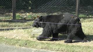 Asian black bear (GUNMA SAFARI PARK, Gunma, Japan) November 10, 2018
