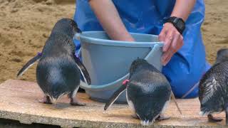 Little Penguin Feeding time (Nagasaki Penguin Aquarium, Nagasaki, Japan) December 24, 2017