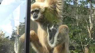 Lar Gibbon (Kyoto City Zoo, Kyoto, Japan) November 5, 2017