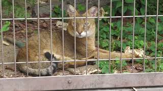 ジャングルキャット (東山動植物園) 2023年6月25日