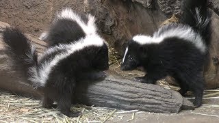 Quadruplet Baby Striped skunk (KOBE ANIMAL KINGDOM, Hyogo, Japan) July 25, 2019