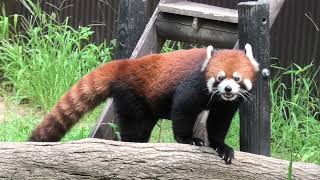 Styan's Red Panda (Toyohashi Zoo and Botanical Park, Aichi, Japan) January 1, 1970