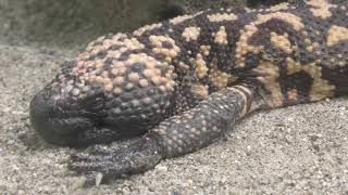 アメリカドクトカゲ (東山動植物園) 2017年11月18日