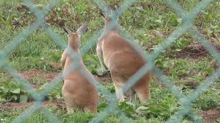 Red kangaroo & Emu (Iwate SafariPark, Iwate, Japan) August 12, 2019
