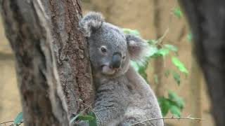Koala (Higashiyama Zoo and Botanical Gardens, Aichi, Japan) July 22, 2021