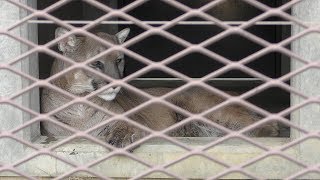 Cougar (Tokushima Zoo, Tokushima, Japan) March 2, 2019
