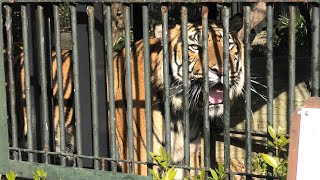 Sumatran tiger (Wanpark Kochi Animal Land, Kochi, Japan) December 21, 2019