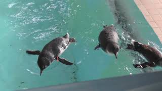 コガタペンギン (長崎ペンギン水族館) 2017年12月24日