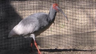 Asian crested ibis (