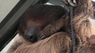 ナマケモノ (めっちゃおもろい動物園) 2021年10月7日