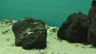 海のさかな水槽「石や岩に擬態し獲物を待つ」 (神戸市立須磨海浜水族園) 2018年12月21日