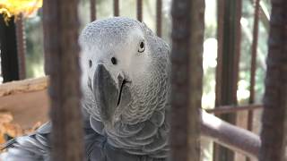Grey Parrot (Izu Shaboten Zoo, Shizuoka, Japan) April 22, 2018