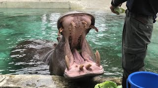 Hippopotamus (TOBU ZOO, Saitama, Japan) September 18, 2020
