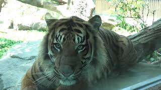 Sumatran tiger (KOBE ANIMAL KINGDOM, Hyogo, Japan) June 24, 2020