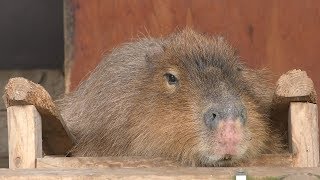 Capybara (Nasu Rindoko Lake View, Tochigi, Japan) December 7, 2018