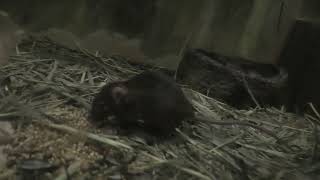 House mouse (Higashiyama Zoo and Botanical Gardens, Aichi, Japan) July 22, 2021