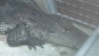 グァテマラワニ　Morelet's crocodile